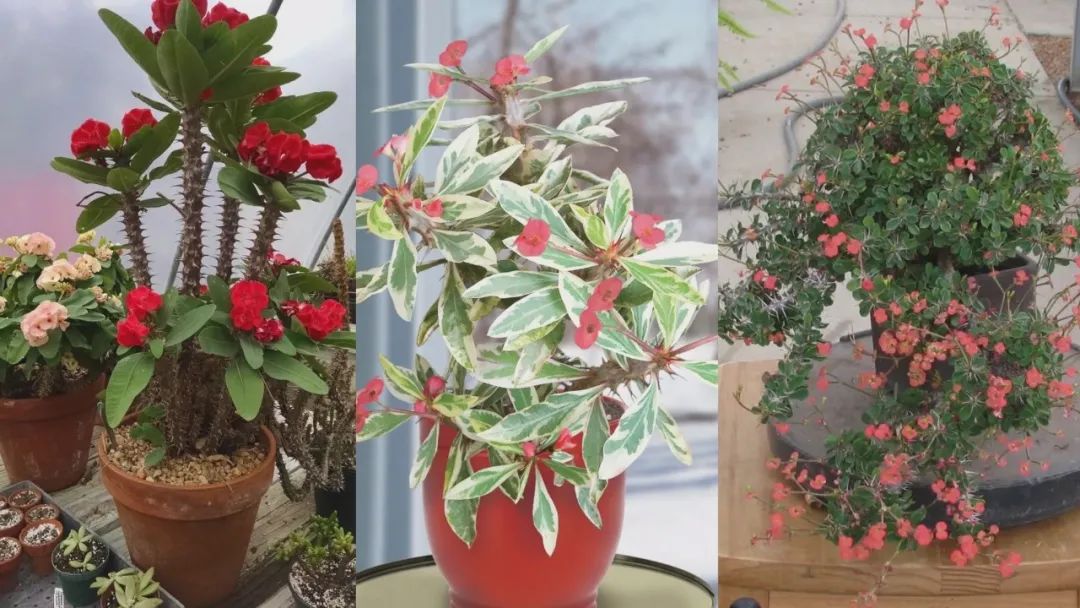 虎刺梅为什么首次开花是白色的,虎刺梅很高就是不开花怎么办