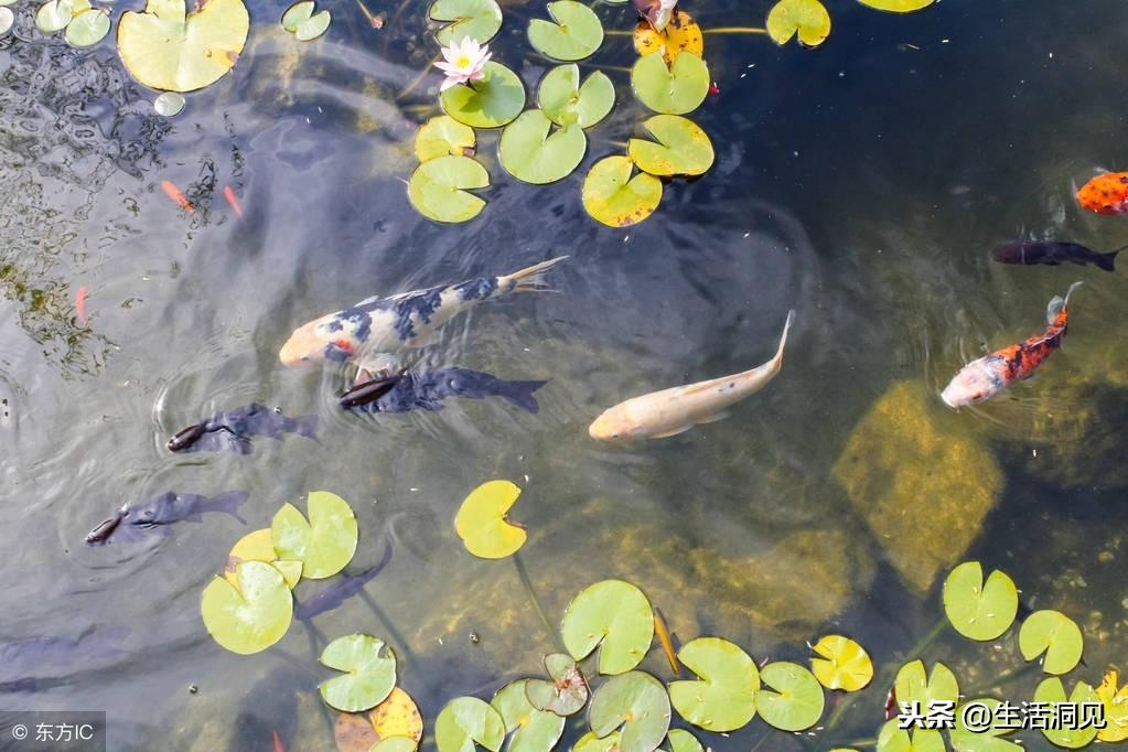 转运坚持做好这五点好运自然来,转运的关键在于自愈