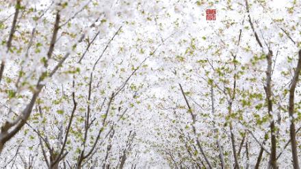 绌烘腐鑺辩敯濂界編,绌烘腐鑺辩敯鐪熺編