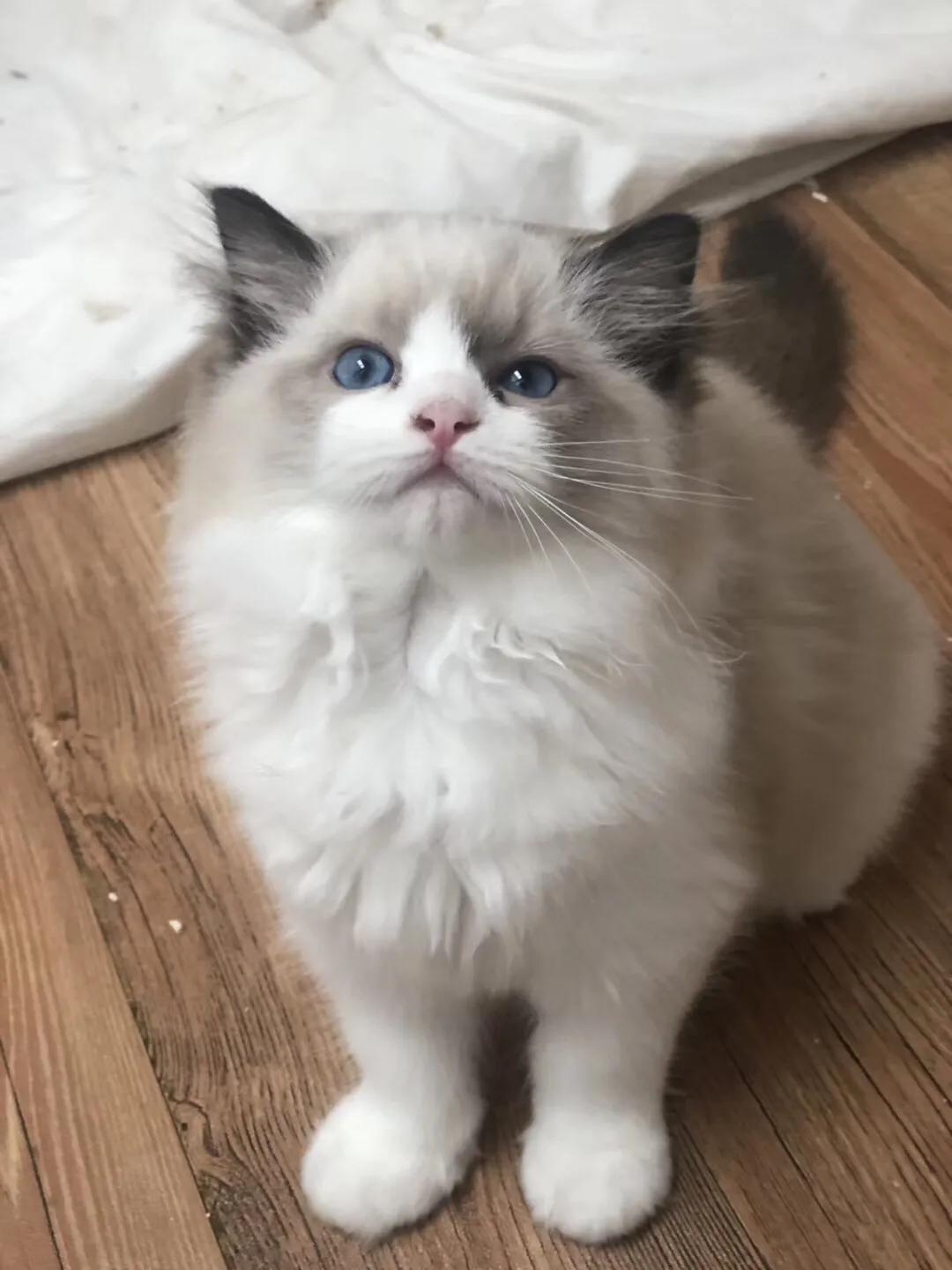 如果价格一样你会选择哪个,如果价格能决定一切