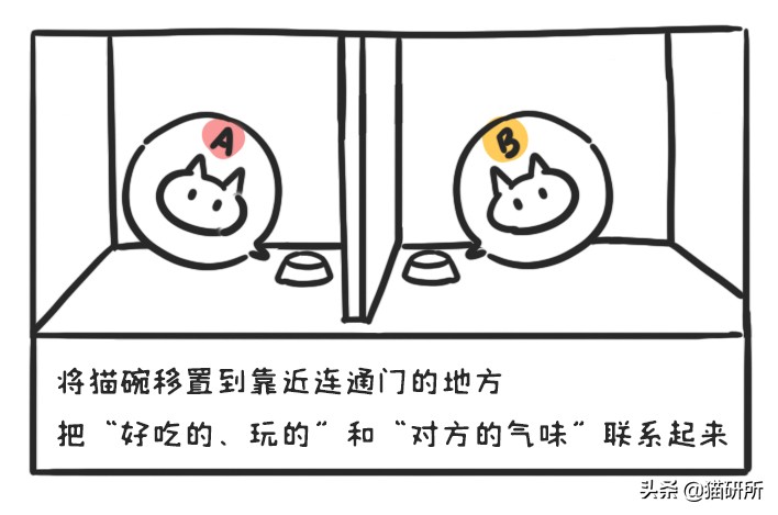 多猫家庭打架,多猫家庭遇到猫咪打架该怎么办