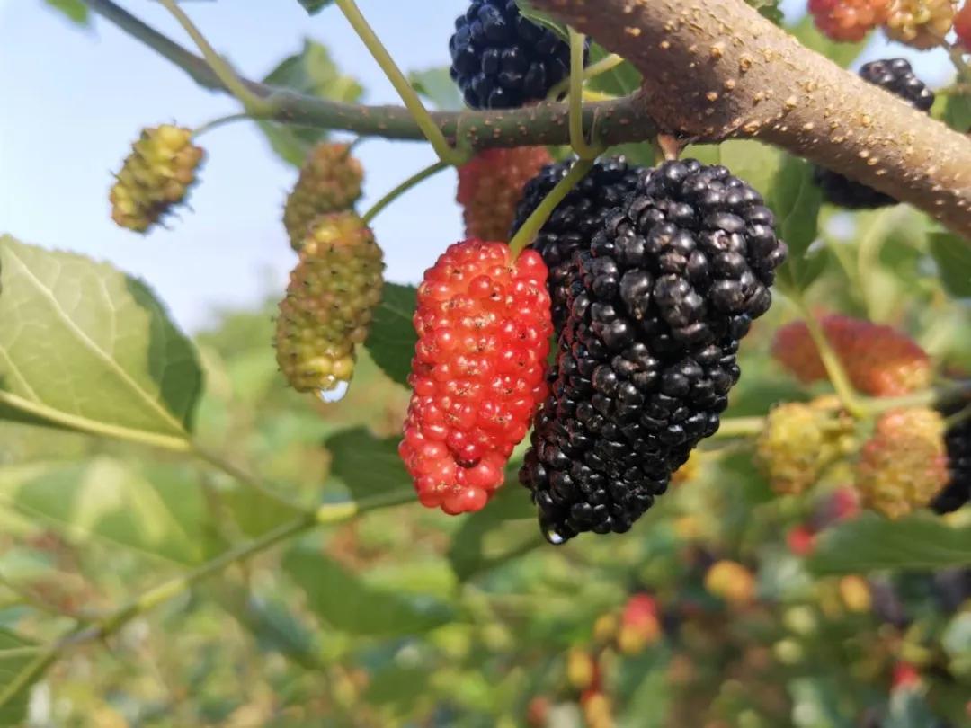 东方紫酒详细介绍,东方紫酒新国粹