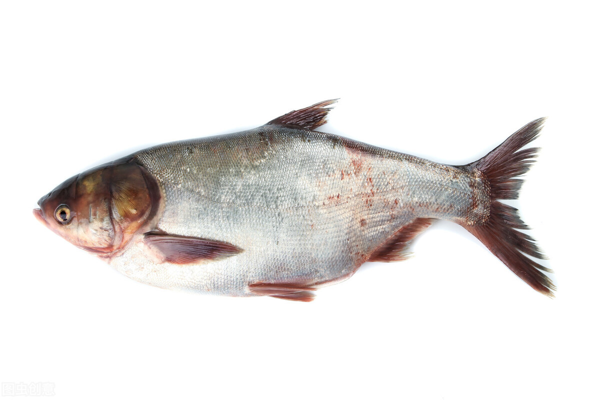 四大家鱼鲤鱼,我国的四大家鱼都是哪几个