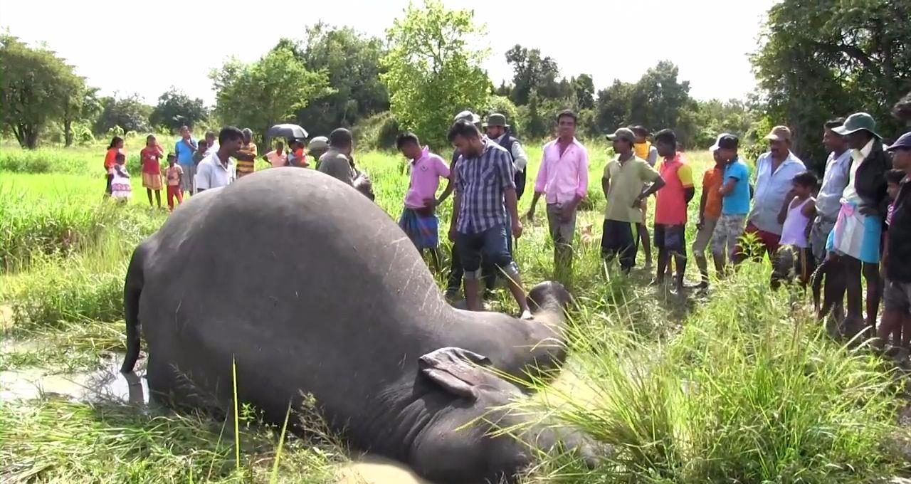 在沙漠上遇到死骆驼要离开吗,在沙漠里死掉的骆驼为什么不能碰
