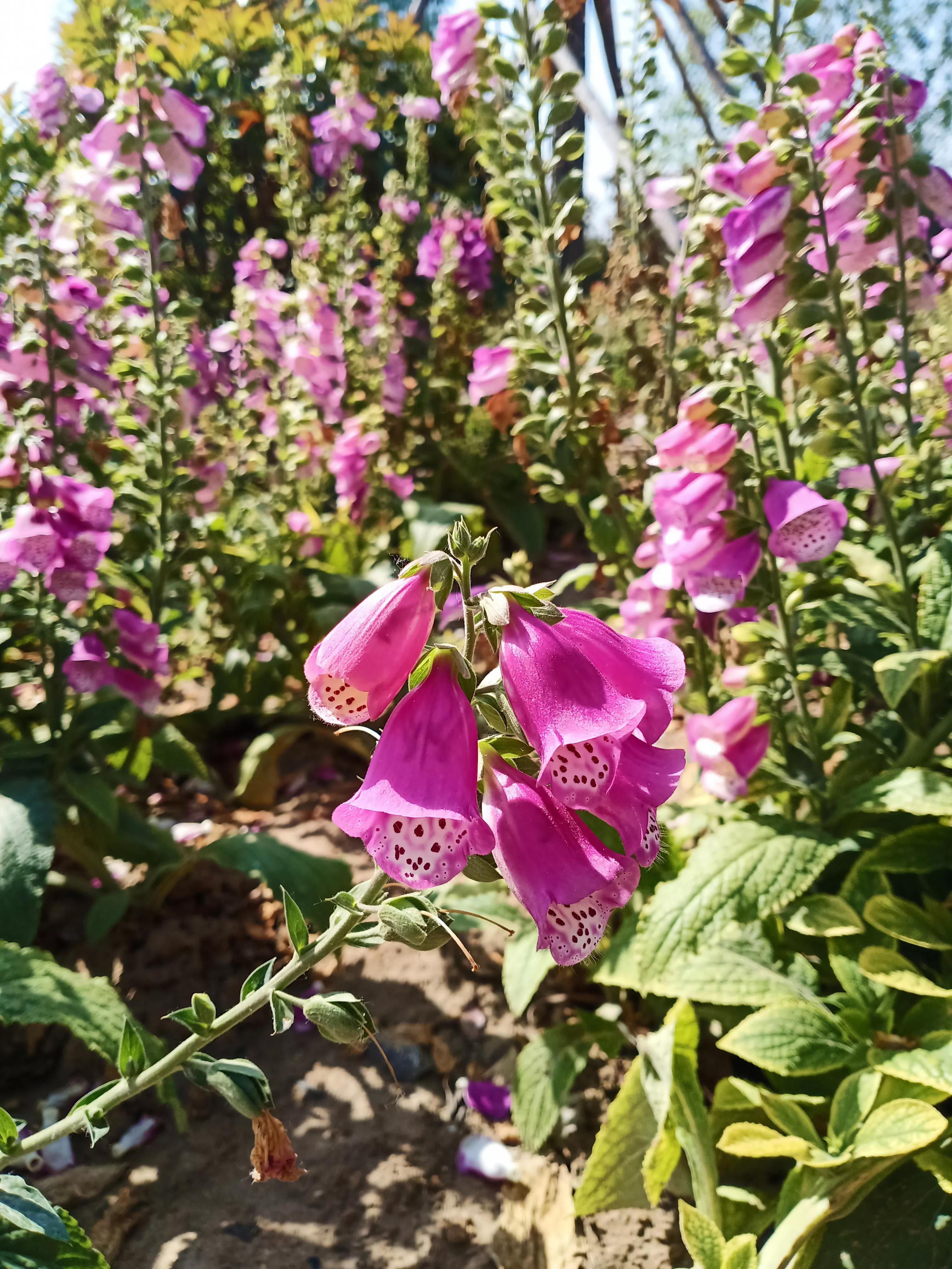 濮阳龙山公园有啥好玩的,濮阳龙山公园在什么地方
