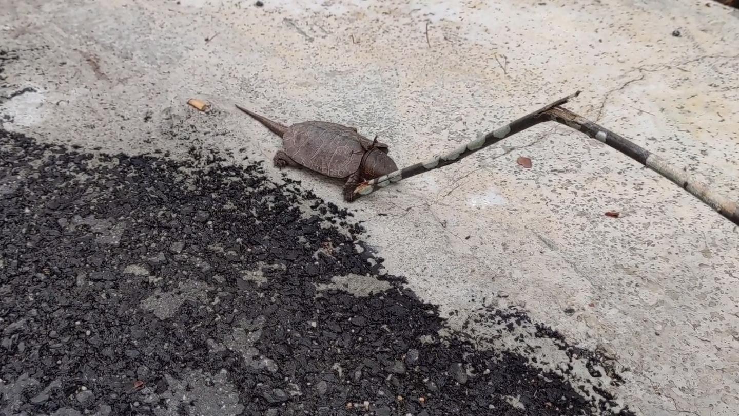 龟壳奇特的宠物龟,常见的十大凶猛宠物龟