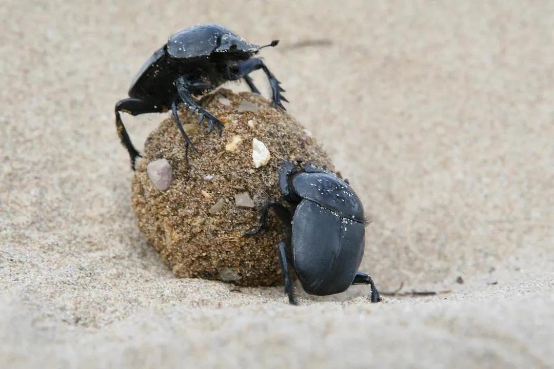 经典植物动物科普,常见植物对应的动物