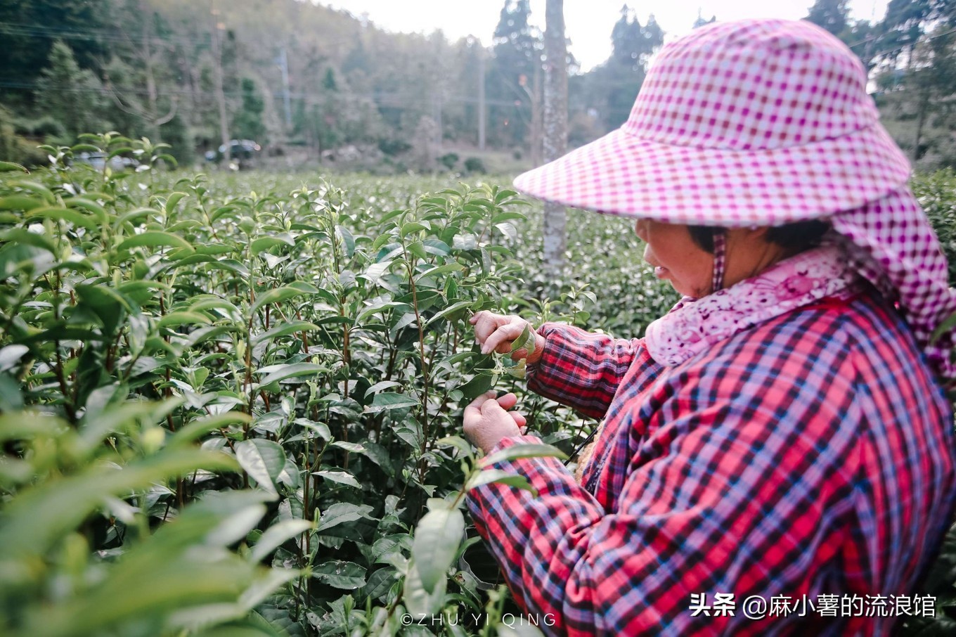 最早的抹茶是什么茶做的,日本抹茶源于中国唐宋的点茶法