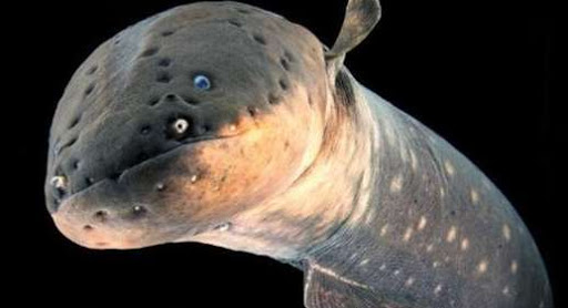 鱼类何苦为难鱼类？世界上最早吃电烤鱼的，原来不是人类