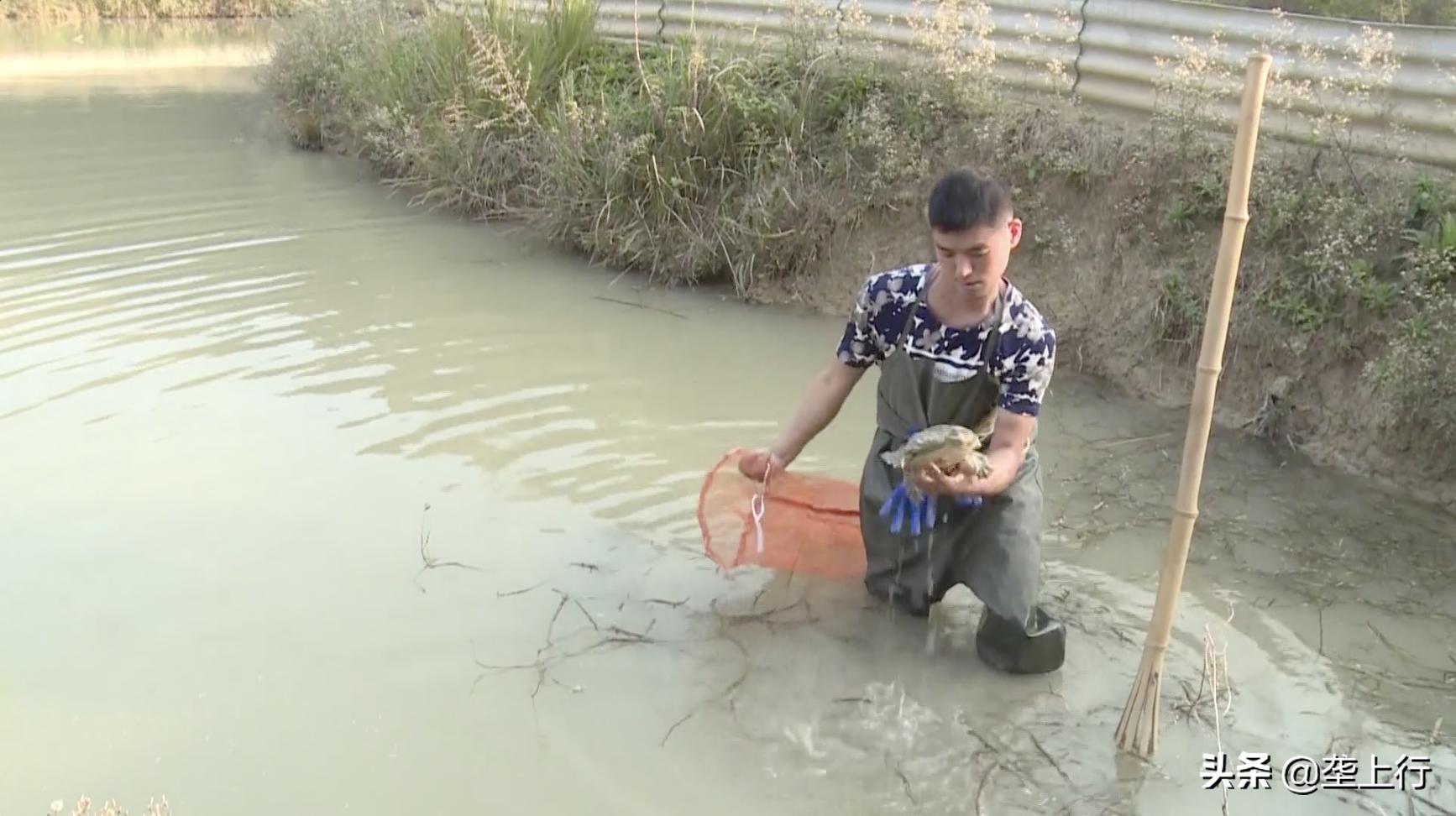 一月卖出500多斤!十堰残疾小伙玩转短视频,把甲鱼卖到全国