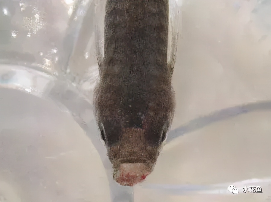 鱼苗白尾什么原因,鱼苗白嘴病的治疗