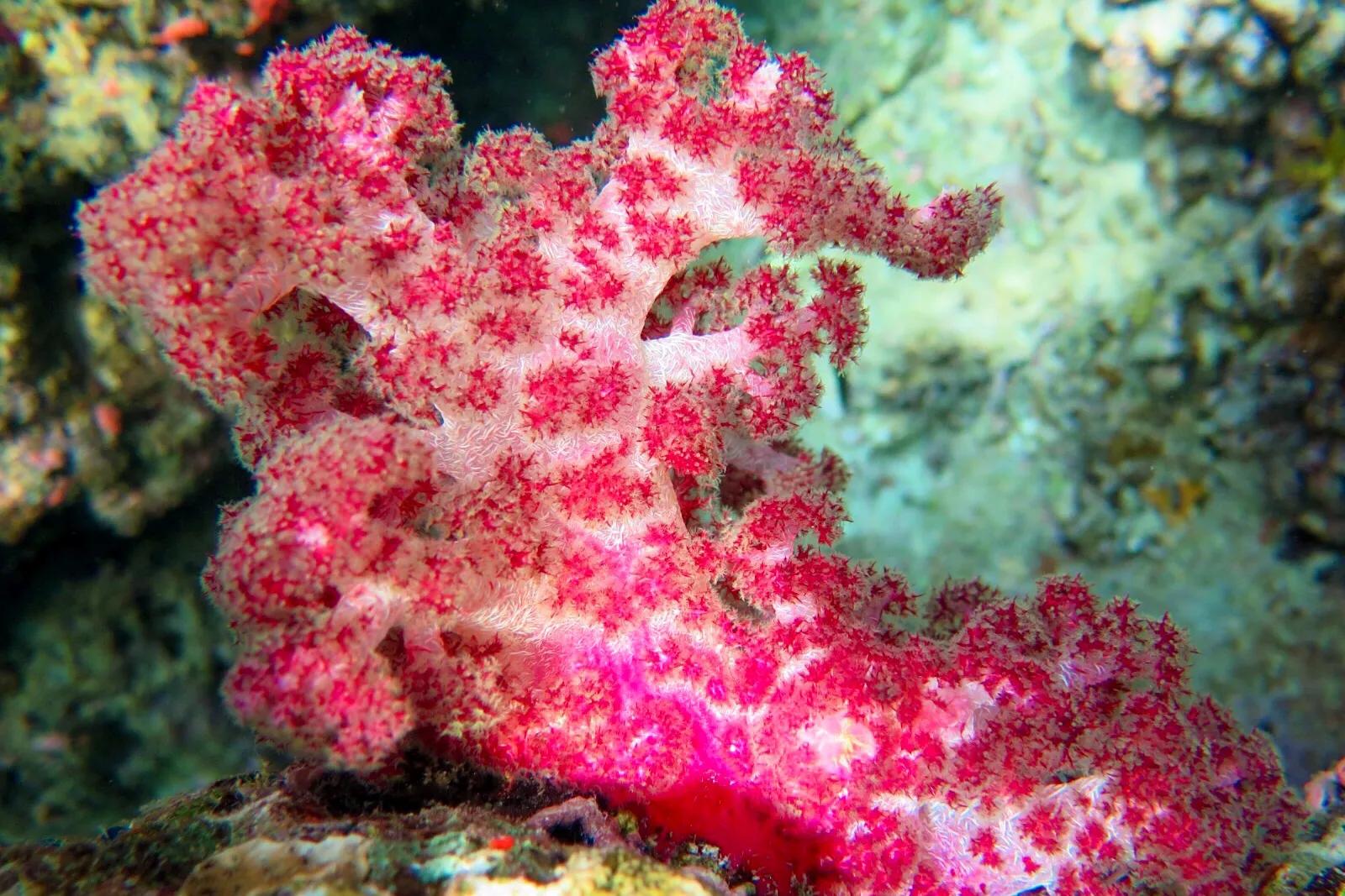 软珊瑚贵吗,软珊瑚红粉