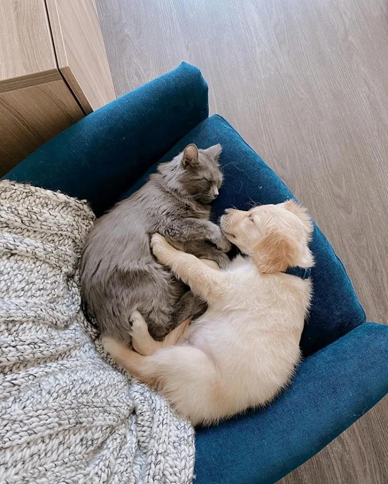 猫咪对金毛狗狗情有独钟，主人干脆买一只回来，这是什么神仙剧情