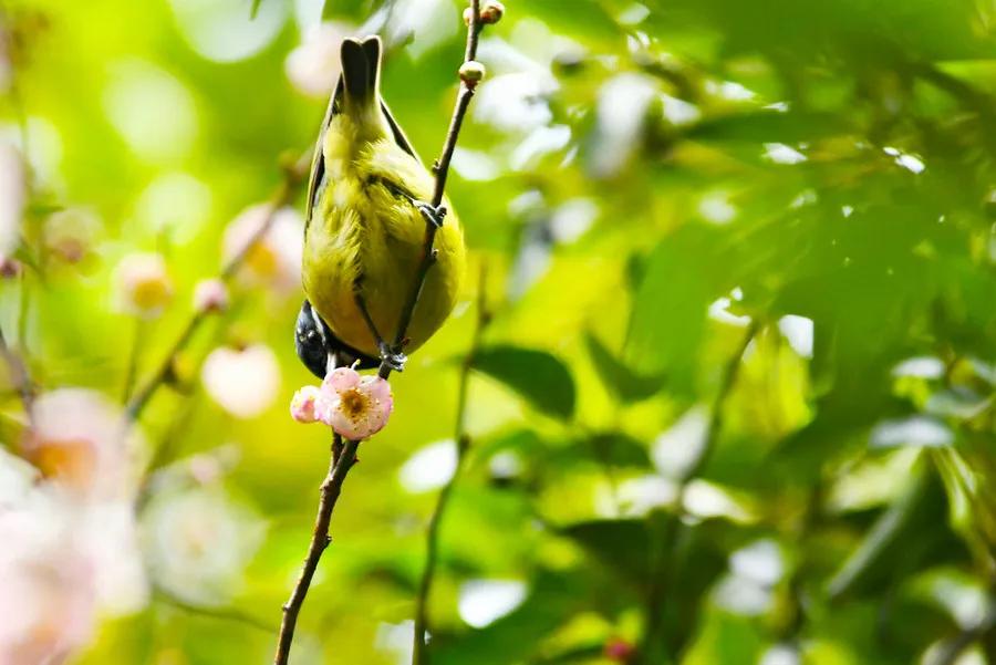 关于春天的古诗词美篇,让人惊艳的春天古诗词