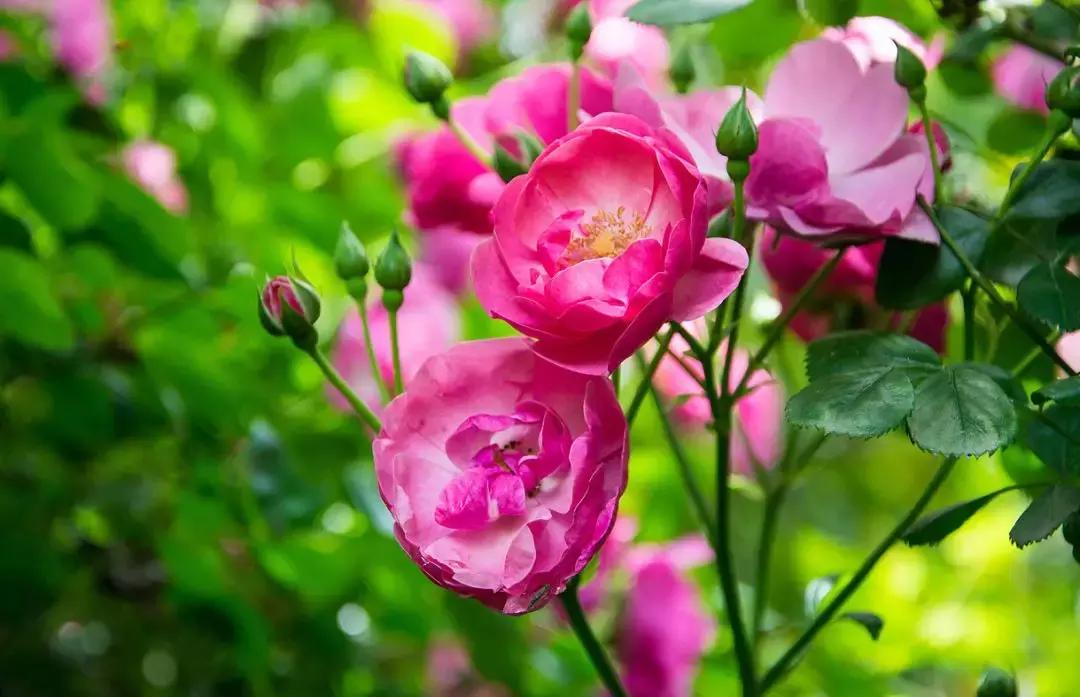 好书推荐快来领取你的宝藏书单,100种百花图谱大全