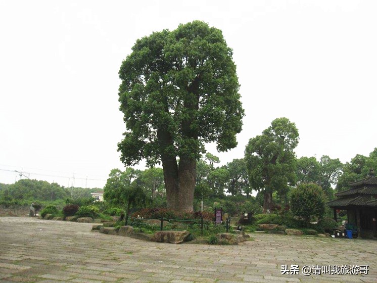上海韩湘水博园秋色,上海市闵行区韩湘水博园地址