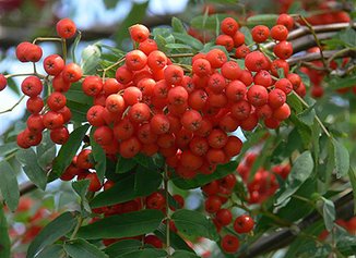 红豆生南国红豆代表什么意思,红豆生南国说的是哪种红豆