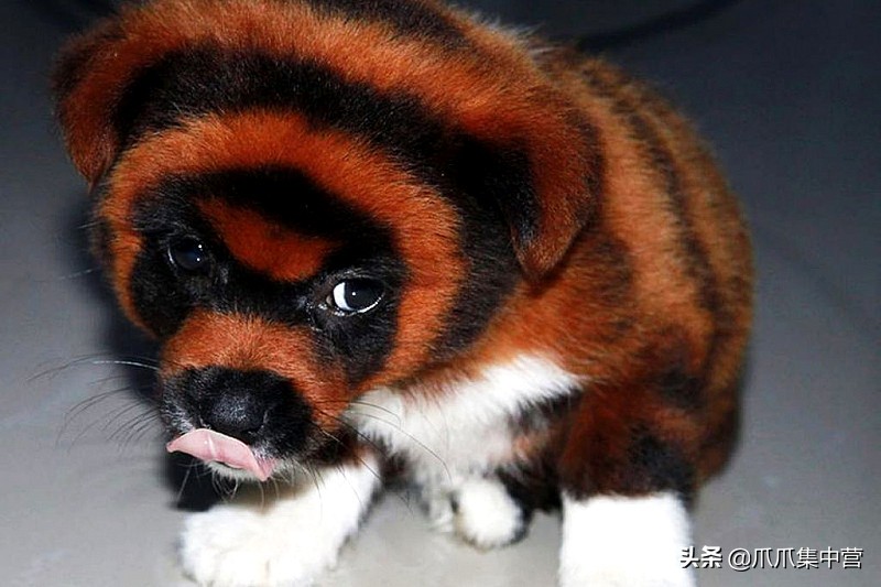 在马路上画只老虎把狗子吓坏了,狗画成老虎的模样吓跑了豹子