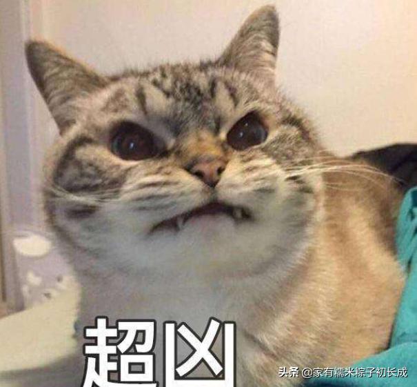 被猫围观的猫咪,被猫咪围观