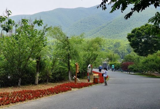 你知道竹海“美容师”吗?她拥有宜兴竹海的最美背影