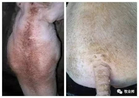 【猪事如意】帮姆健-------养殖场发动机、摇钱树的守护神