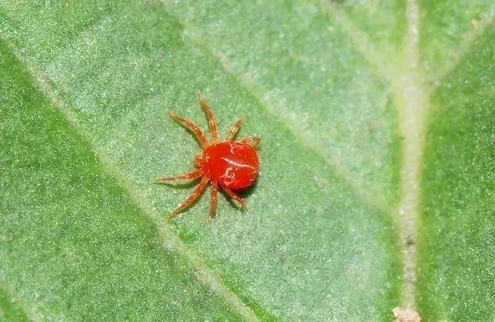 豆角怎样防治病虫害才能高产稳产,豆角前期预防各种病害