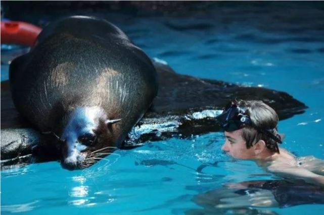 看起来很萌,实则凶悍无比的海豹,不护食却爱“分享”