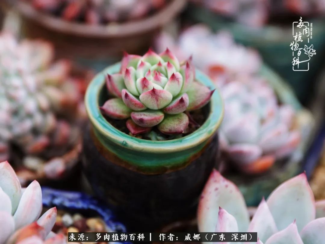笼子里的多肉,露养的多肉和室内的多肉区别