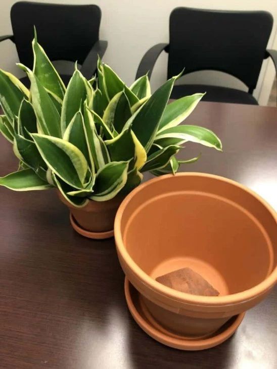 塑料盆和陶瓷盆哪个种花好,塑料盆和紫砂盆哪个养兰花好