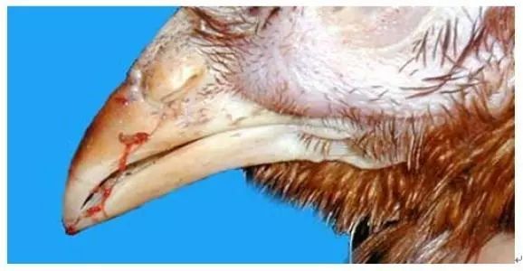 崔老教你养鸡视频,崔老教你养鸡技术