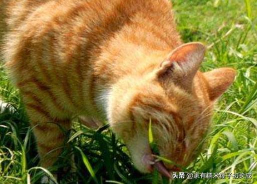 猫咪呕吐如何判断是猫粮有问题,猫咪呕吐如何确定是猫粮问题