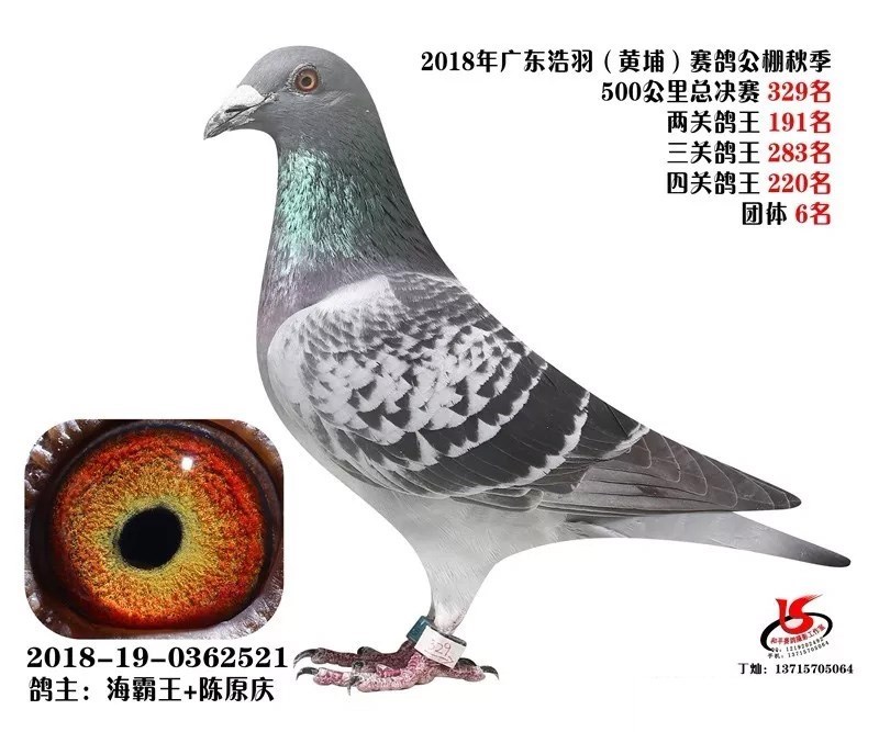 海霸王詹森纪录,冠霖公棚2017年获奖鸽欣赏