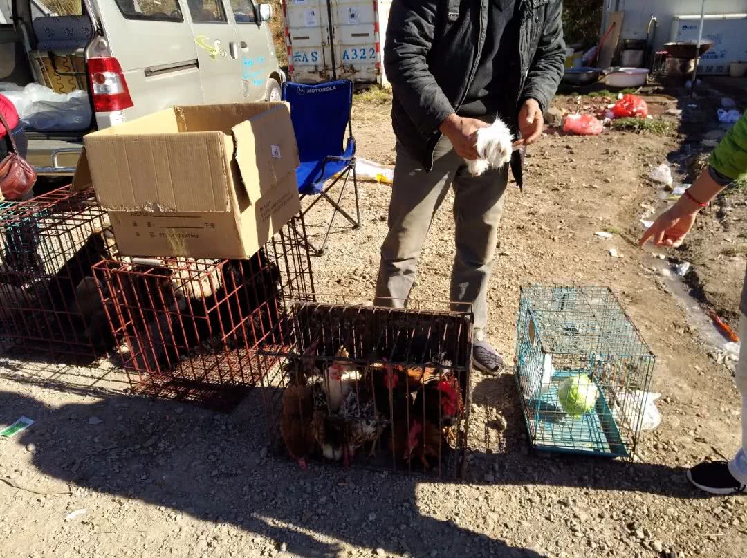 花鸟市场买天竺鼠,小沙鼠在宠物市场多少钱一只