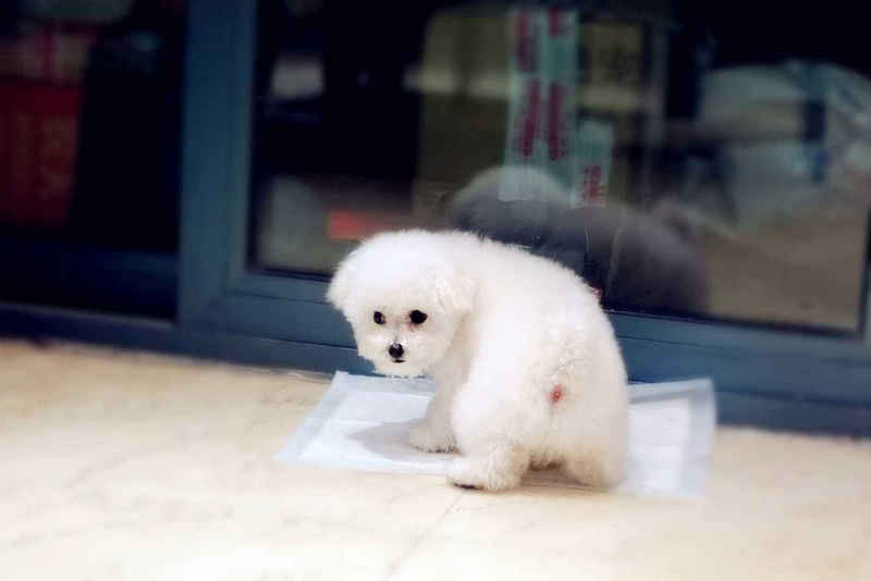 训狗上厕所全套教程,训狗狗定点狗厕所要什么样的