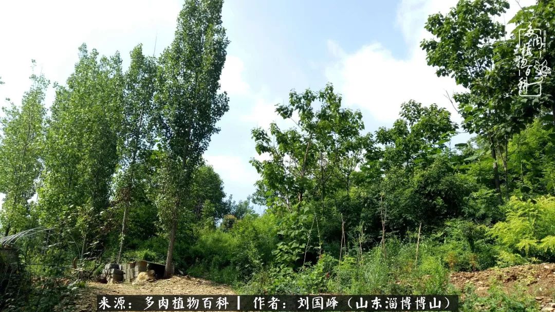 多肉植物大王叫我来巡山,大王叫我来巡山绿植