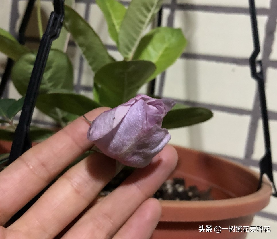 蓝色风暴月季为什么不好养,蓝色风暴月季收到货应该怎么缓苗