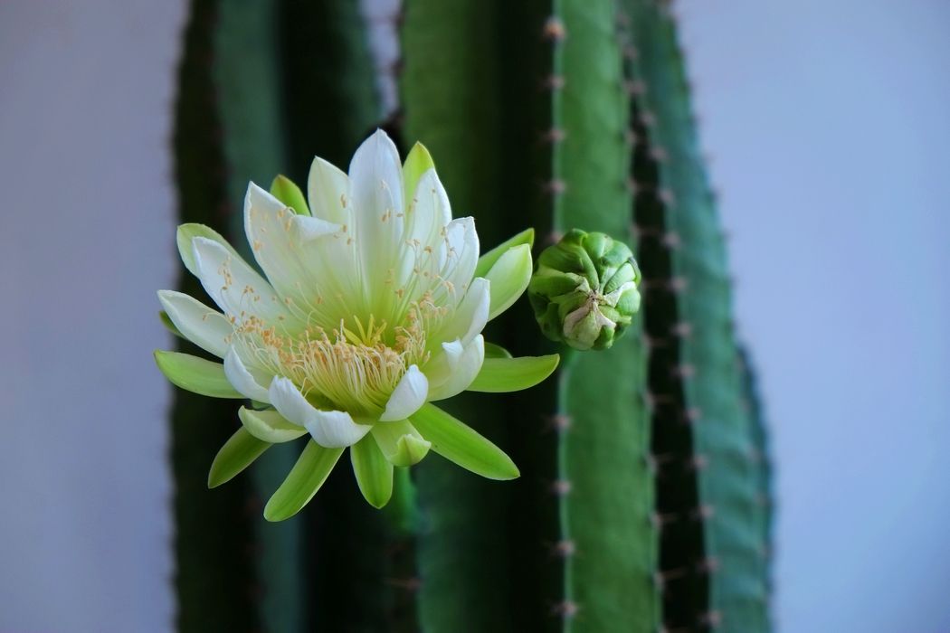 网购的植物好看又好养活的有哪些,网上买什么植物好看好养