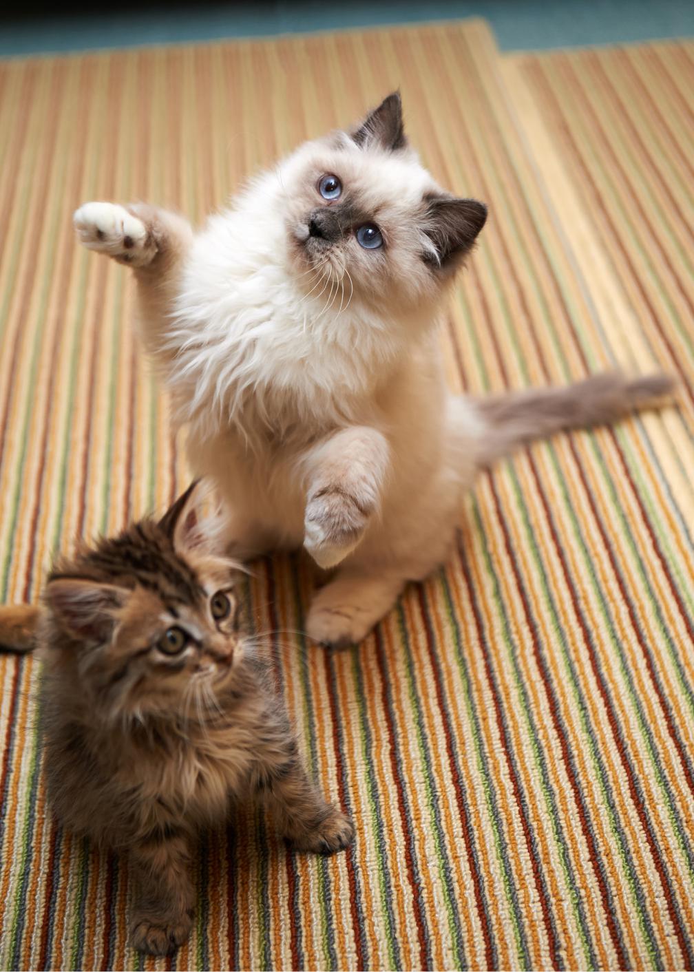 哪个才是猫咪的正确叫声,科普猫咪的不同叫声