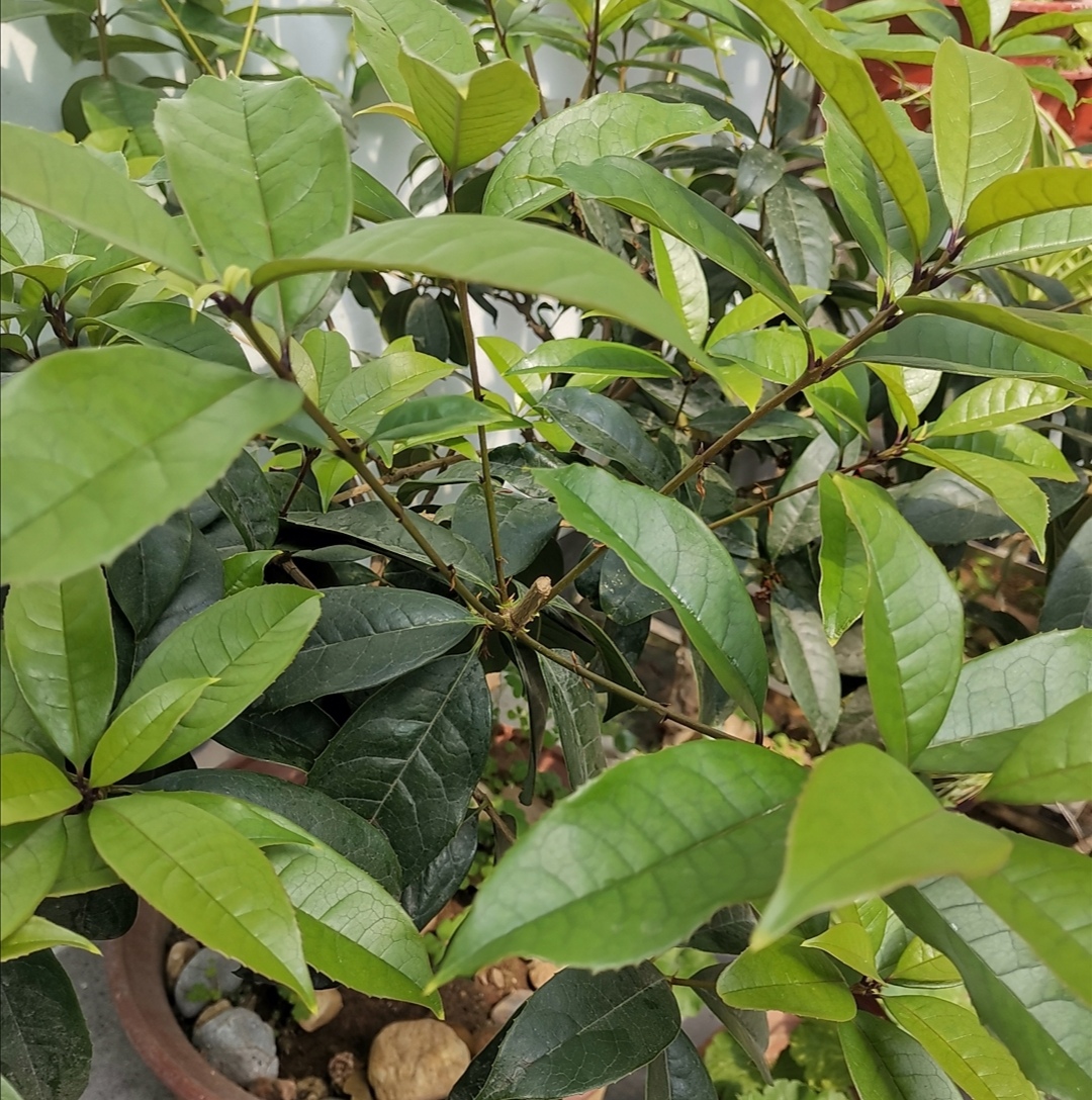 养桂花为什么不能用营养土,养桂花散射光照可以吗