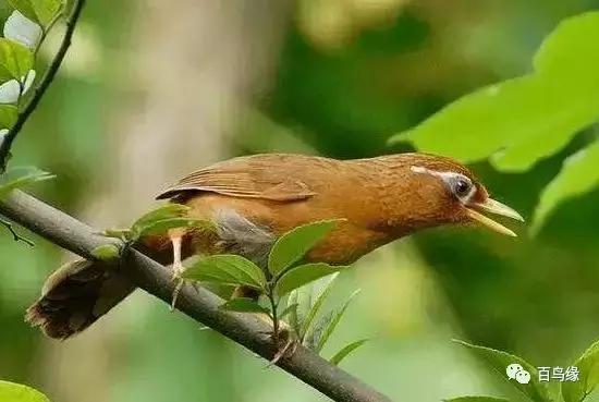 画眉鸟被压口有什么表现,画眉鸟被压口最快恢复