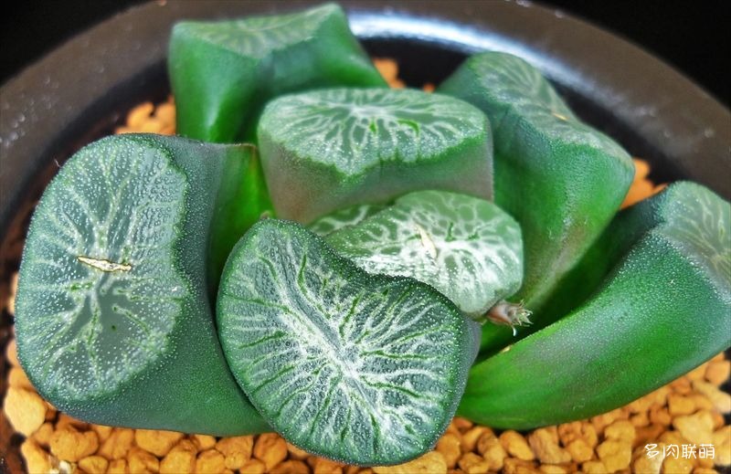 多肉玉露寿的品种图鉴,多肉植物欣赏