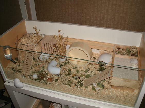 仓鼠会喂养自己的孩子吗,仓鼠可以当宠物吗