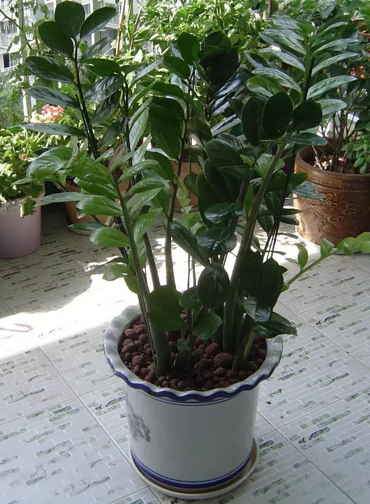 家里三种最旺财的花卉,家里招财旺宅的花