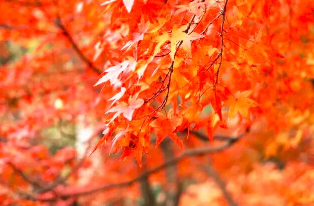 广西是一个环境优美的地方,广西是一个非常有意思的地方