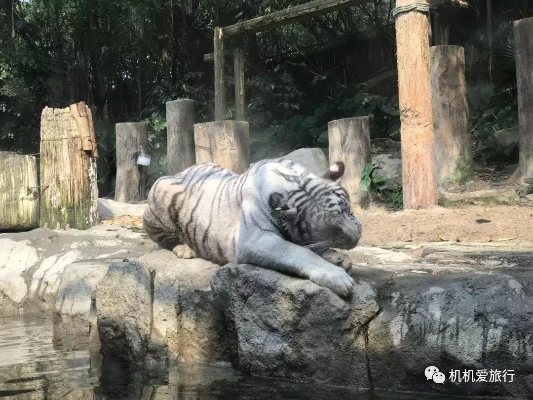 珠海长隆和广州长隆旅行攻略,珠海长隆和广州长隆旅游攻略区别