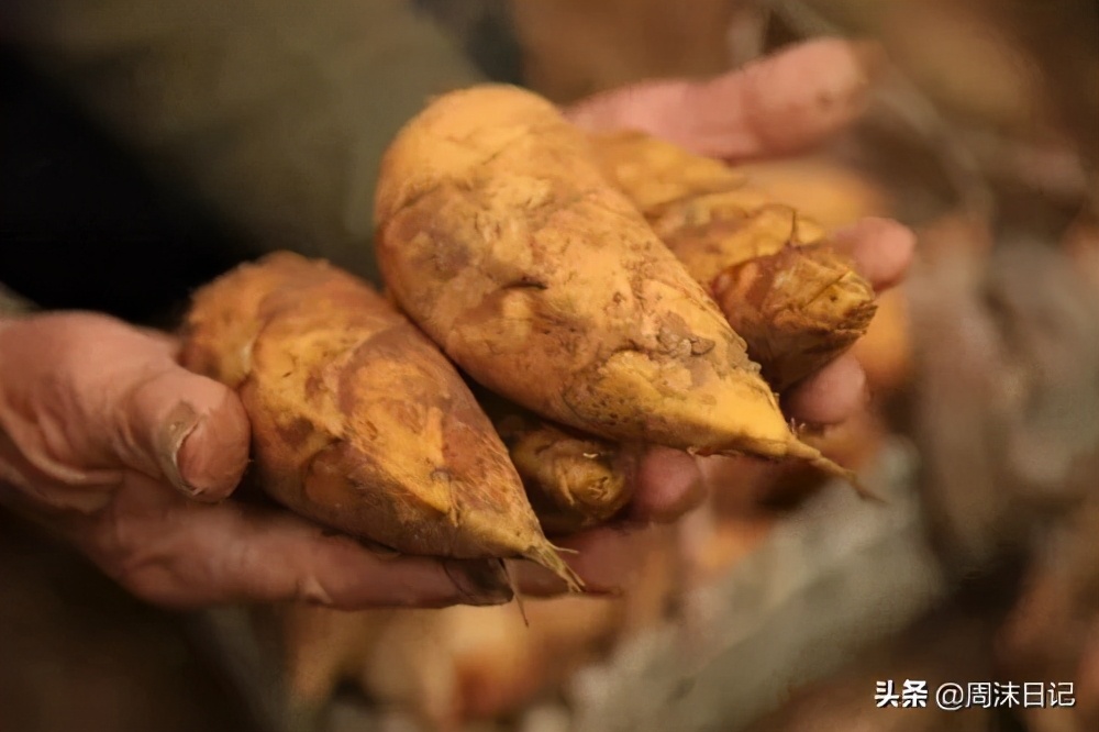 这个季节最好吃的竹笋,正宗武夷山冬笋