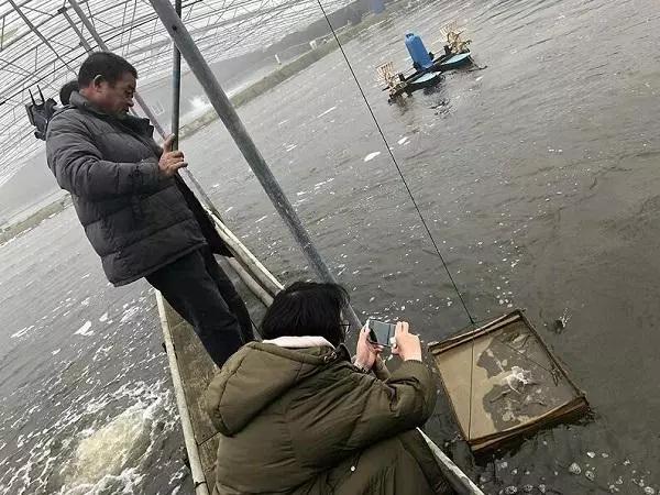 虾类常见疾病及治疗方案图片,虾病用药大全