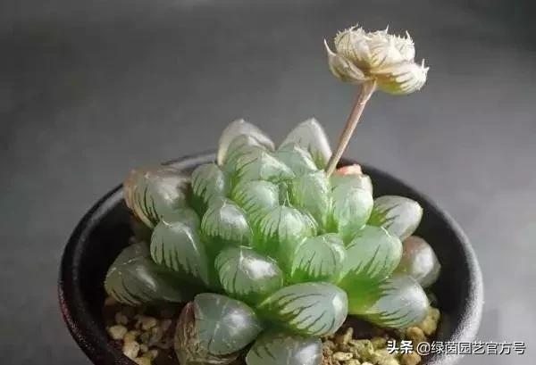 多肉开花怎么办呢,多肉开花的原因和解决方法