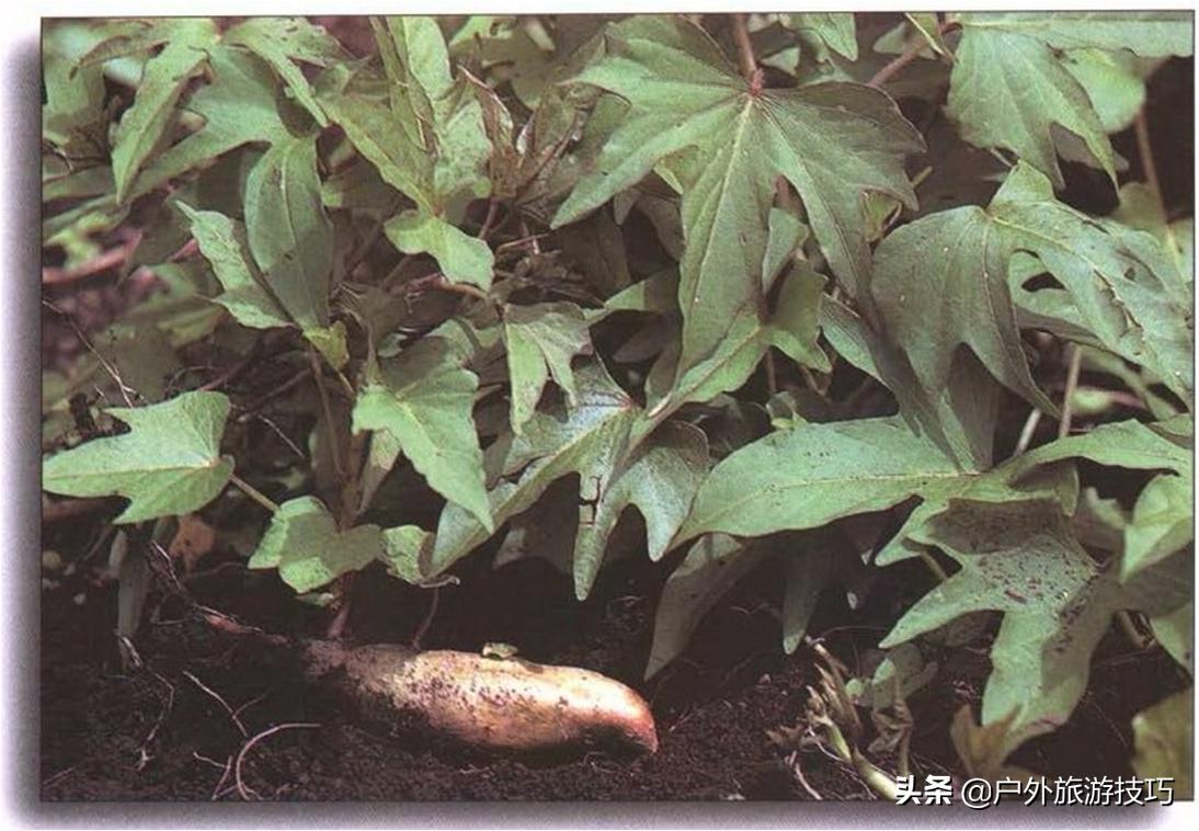 实用野外植物手册推荐,野外有毒植物盘点