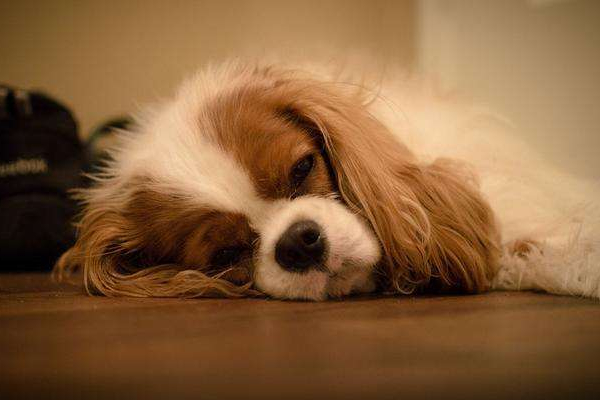 狗狗拉稀是什么原因怎么办,狗狗拉稀怎么办最快